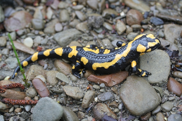 Salamandra pezzata e tritone puntato,crestato,alpino.